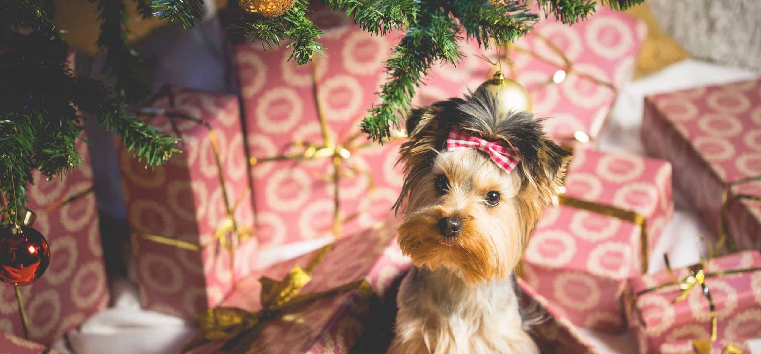 Dog surrounded by gifts under a christmas tree