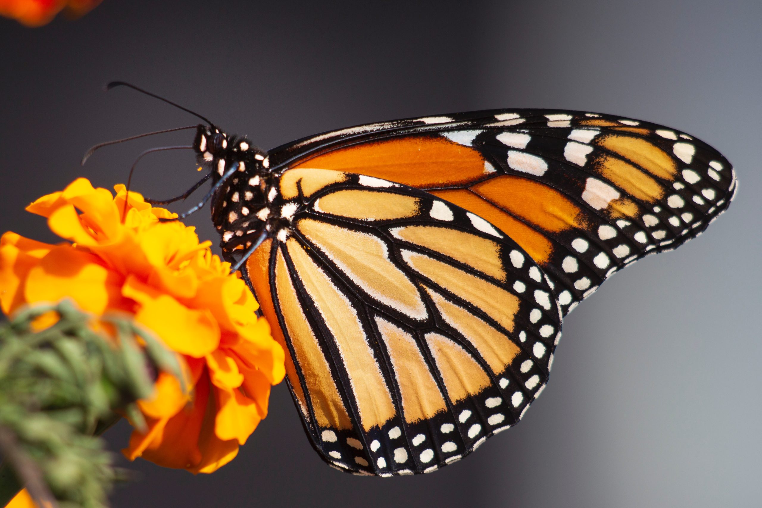 Butterfly on a flower