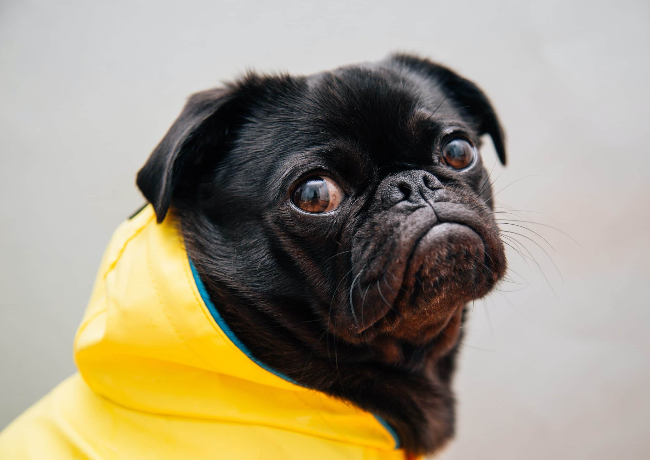 Pug wearing a dog coat